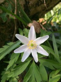 Close-up of white flowering plant