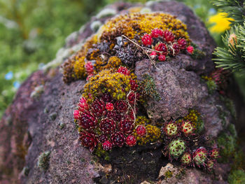 Close-up of red flowers