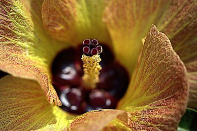 Close-up of insect on flower