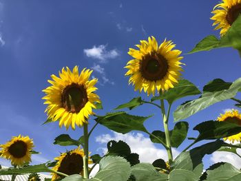 Low angle view of sunflower against sky