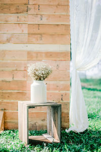 Potted plant by white wall