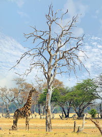 View of giraffe next to bare tree on landscape against sky