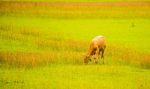 Sheep grazing in a field