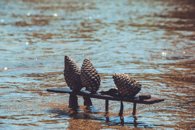 Bird perching on wood in lake