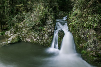 Scenic view of waterfall in forest