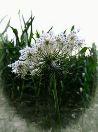 Close-up of white flowering plant