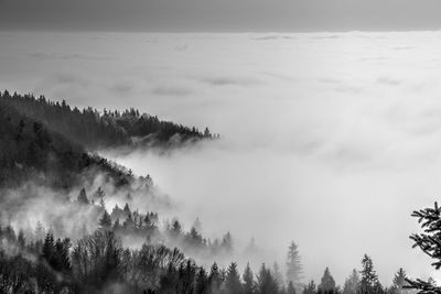 Idyllic shot of trees in foggy weather