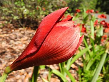 Close-up of red flower