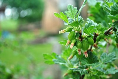 Close-up of flowering plant