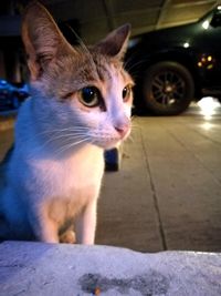 Portrait of cat sitting outdoors