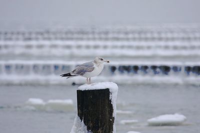 Seagull perching on wooden post by sea during winter