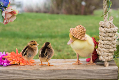 Close-up of birds outdoors