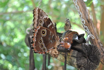 Close-up of butterfly on plant