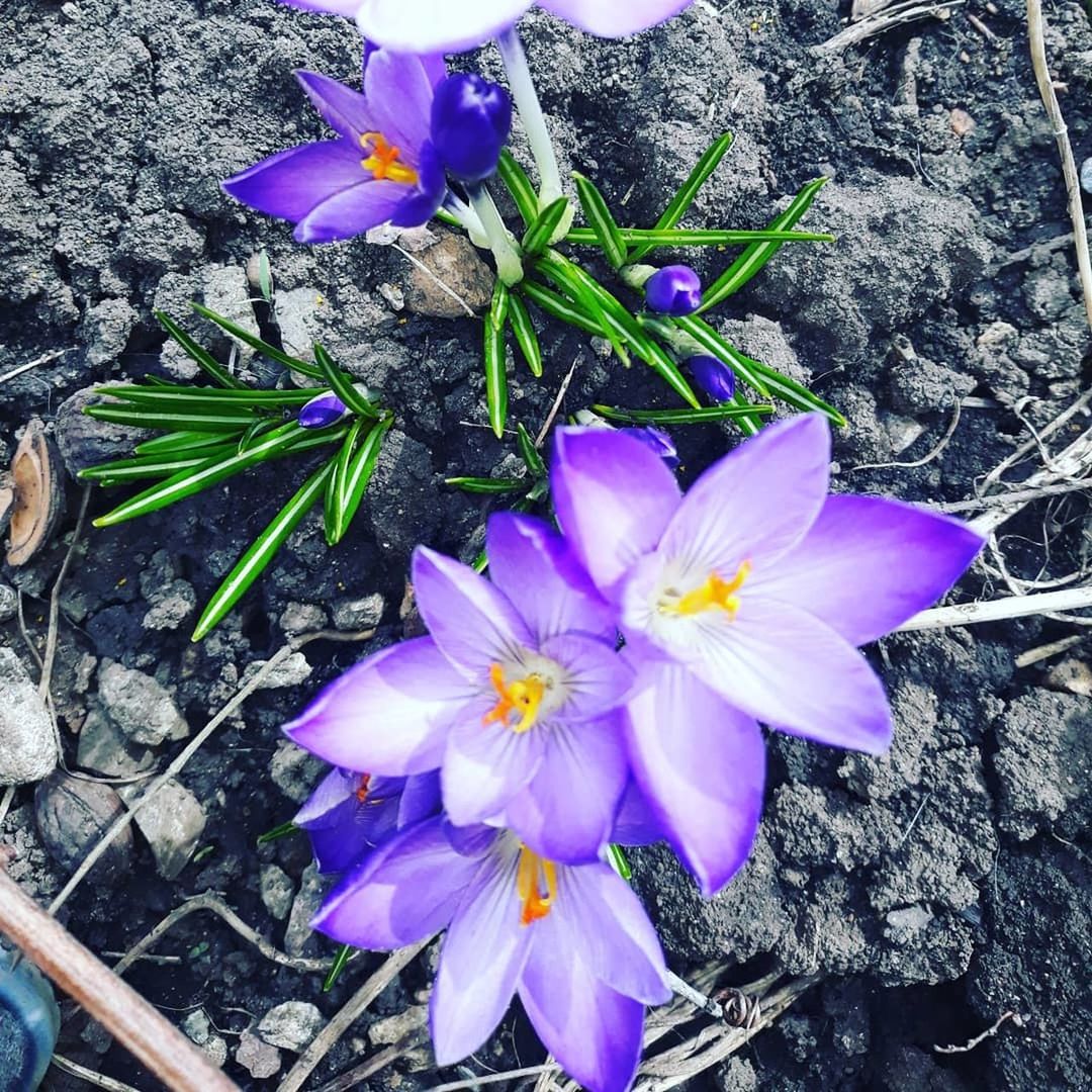 flower, flowering plant, fragility, petal, vulnerability, freshness, plant, beauty in nature, purple, nature, close-up, inflorescence, flower head, high angle view, growth, iris, day, no people, crocus, outdoors, springtime