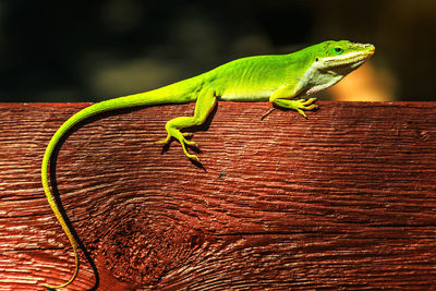 Close-up of lizard on wood, green texas anole 