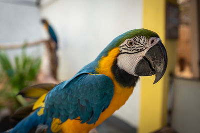 Close-up of a parrot