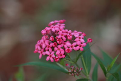 Close-up of pink flowering plant