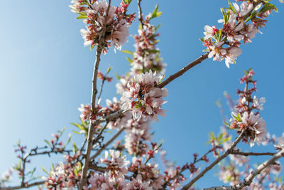 Close-up of cherry blossoms against sky