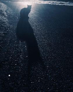 Low section of silhouette woman standing on beach at night