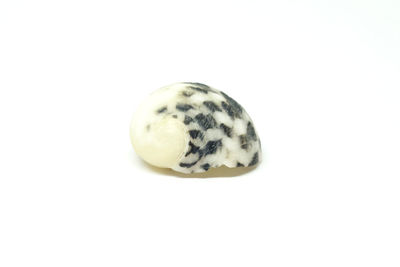 Close-up of shell over white background