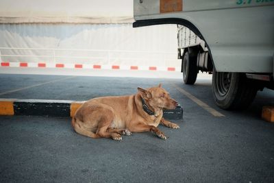 View of a dog on the road