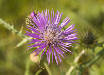 Close-up of purple flowering plant