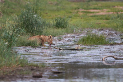 Lion cub drinks from the river