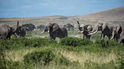 Elephants standing on grassy field against sky