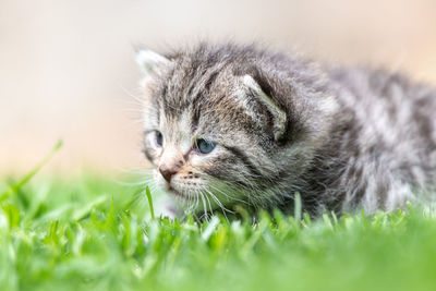 Close-up of tabby cat