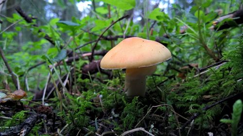 Close-up of mushroom growing on field