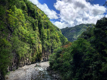 Scenic view of forest against sky