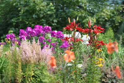 Close-up of flowers blooming outdoors