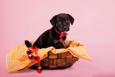 Portrait of puppy in basket against pink background