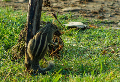 Close-up of dog on field