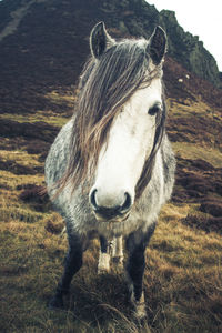 Portrait of horse standing on field