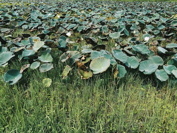 High angle view of dry leaves on field