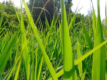 Close-up of crops growing on field against sky