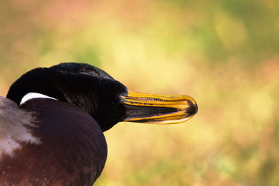 Close-up of duck