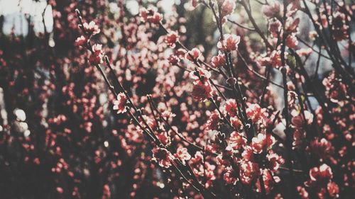 Close-up of pink cherry blossom