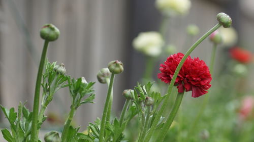 Close-up of red flowering plant