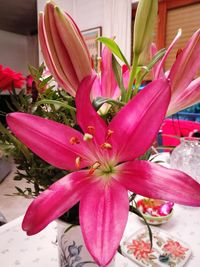 Close-up of pink flowering plant