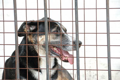 Dogs locked up victims of animal abuse and abuse