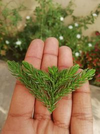 Close-up of hand holding plant