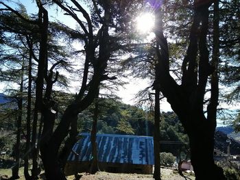 Trees against sky