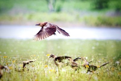 Close-up of bird on grass