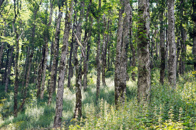 View of trees in forest