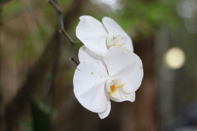 Close-up of white rose flower