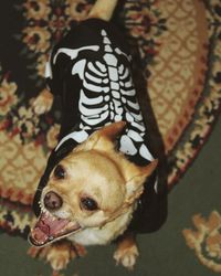 High angle view of dog looking away while relaxing on bed at home