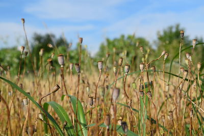 Close-up of plants growing in field