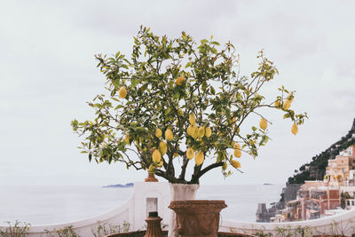 View of flowering plant against sky